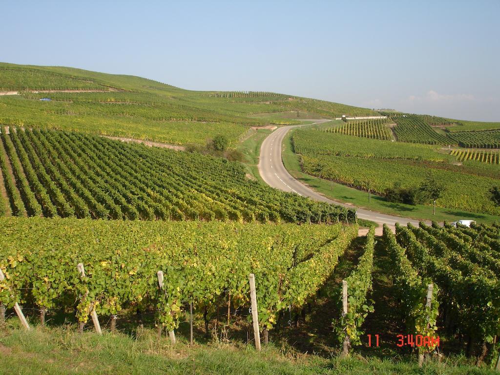 Gite Du Vigneron Turckheim Esterno foto